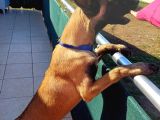 Ust Duzey Saf Kan Malinois Yavrularim