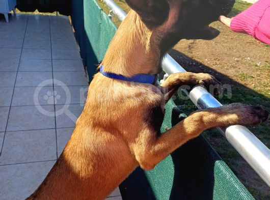 Ust Duzey Saf Kan Malinois Yavrularim görsel