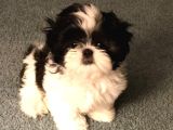 Efsane Her Eve Lazım Shih Tzu Erkek Ve Dişi