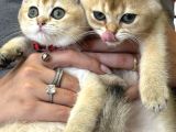 Yeni yuvasına hazır british shorthair golden yavrular 