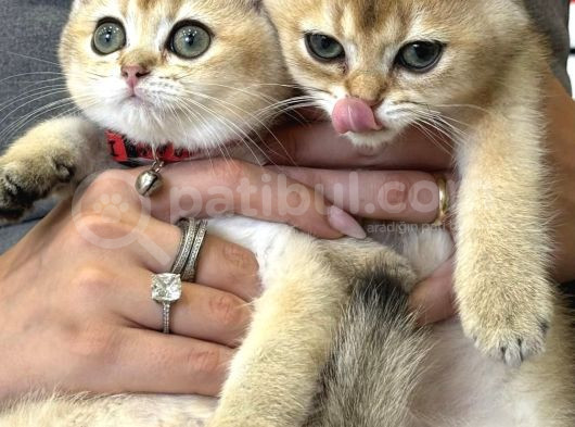 Yeni Yuvasına Hazır British Shorthair Golden Yavrular 