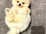 Exacly Teddy Bear Yummy