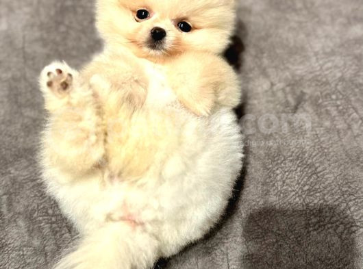 Exacly Teddy Bear Yummy görsel