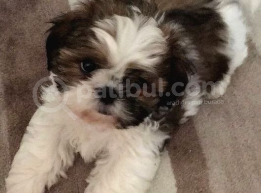 Efsane Her Eve Lazım Shih Tzu Erkek Ve Dişi görsel