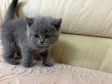 Ev Doğumu British Shorthair Yavrularımız