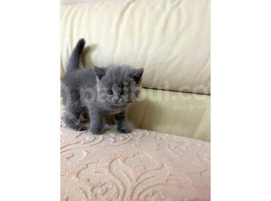 Ev Doğumu British Shorthair Yavrularımız görsel