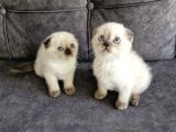 Teslimme Hazır Scottish Fold Blue Point Bir Dişi Bir Erkek