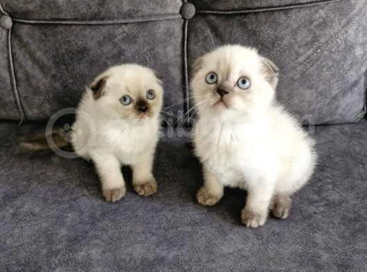 Teslimme Hazır Scottish Fold Blue Point Bir Dişi Bir Erkek görsel