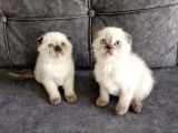 Teslimme Hazır Scottish Fold Blue Point Bir Dişi Bir Erkek