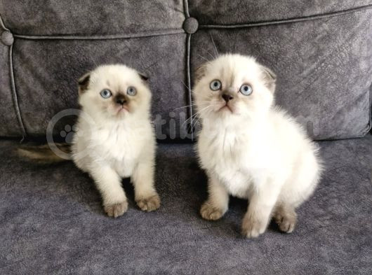 Teslimme Hazır Scottish Fold Blue Point Bir Dişi Bir Erkek görsel