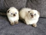 Teslimme hazır Scottish Fold Blue Point Bir dişi bir erkek
