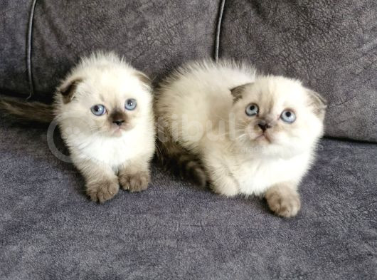 Teslimme Hazır Scottish Fold Blue Point Bir Dişi Bir Erkek