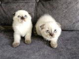 Teslimme Hazır Scottish Fold Blue Point Bir Dişi Bir Erkek