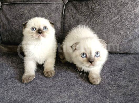 Teslimme Hazır Scottish Fold Blue Point Bir Dişi Bir Erkek görsel