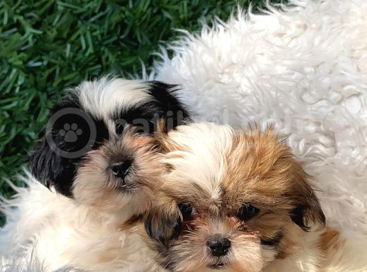 Efsane Her Eve Lazım Shih Tzu Erkek Ve Dişi görsel