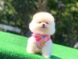 Üst Kalite Pomeranian Boo Orjinal Erkek Ve Dişi