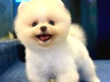 Üst Kalite Pomeranian Boo Orjinal Erkek Ve Dişi
