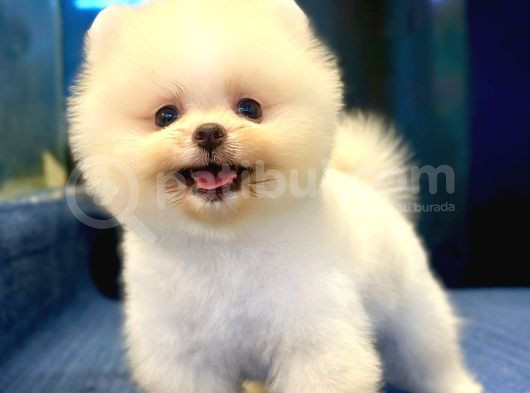 Üst Kalite Pomeranian Boo Orjinal Erkek Ve Dişi görsel