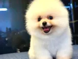 Üst Kalite Pomeranian Boo Orjinal Erkek ve dişi
