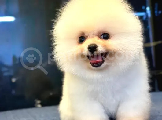 Üst Kalite Pomeranian Boo Orjinal Erkek Ve Dişi