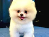 Üst Kalite Pomeranian Boo Orjinal Erkek Ve Dişi