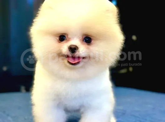 Üst Kalite Pomeranian Boo Orjinal Erkek Ve Dişi görsel