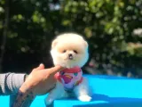 Üst Kalite Pomeranian Boo Orjinal Erkek Ve Dişi