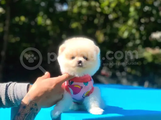 Üst Kalite Pomeranian Boo Orjinal Erkek Ve Dişi görsel