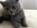 British Shorthair Akıllı Yavrularım