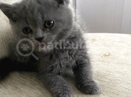 British Shorthair Akıllı Yavrularım