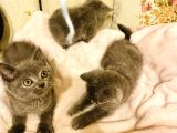 British Shorthair Yaramaz Kızlarım