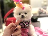 Orjinal Boo Kızım Lolipop