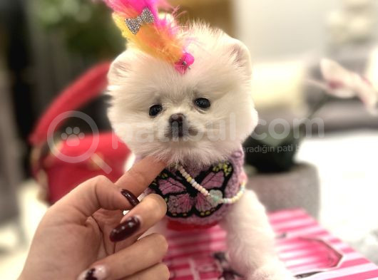 Orjinal Boo Kızım Lolipop görsel
