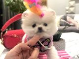 Orjinal Boo Kızım Lolipop