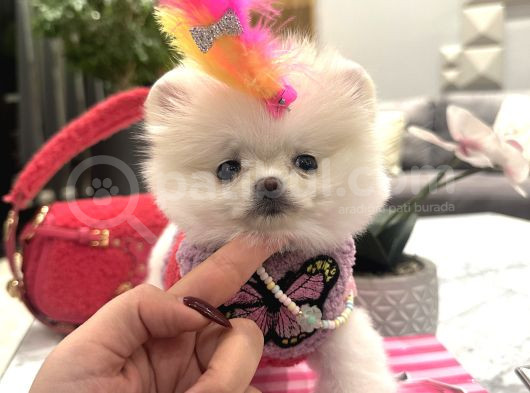 Orjinal Boo Kızım Lolipop görsel
