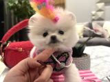 Orjinal Boo Kızım Lolipop