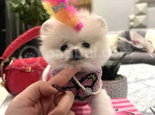 Orjinal Boo Kızım Lolipop görsel