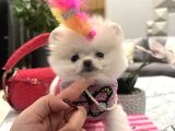 Orjinal Boo Kızım Lolipop