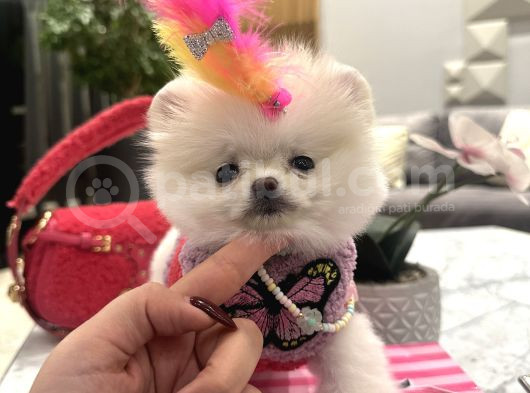 Orjinal Boo Kızım Lolipop görsel