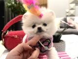 Orjinal Boo kızım lolipop