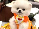 Teddy Face Boo Chivas