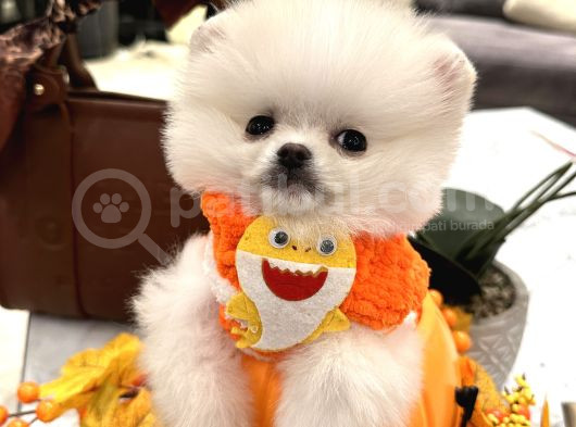 Teddy Face Boo Chivas