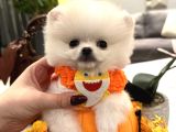 Teddy Face Boo Chivas