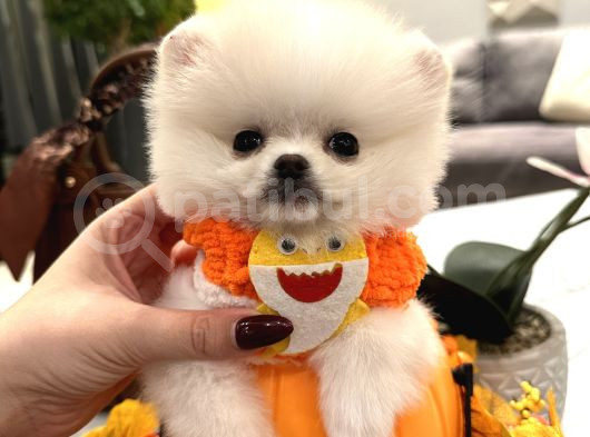 Teddy Face Boo Chivas görsel