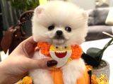 Teddy Face Boo Chivas