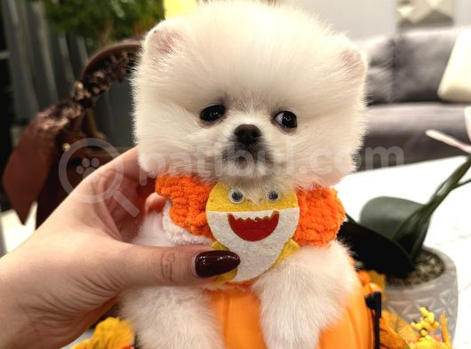 Teddy Face Boo Chivas görsel