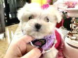Korea Maltese Babyler