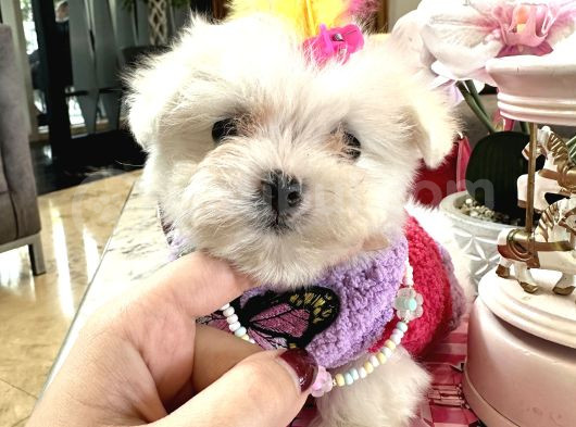 Korea Maltese Babyler görsel