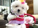 Korea Maltese Babyler