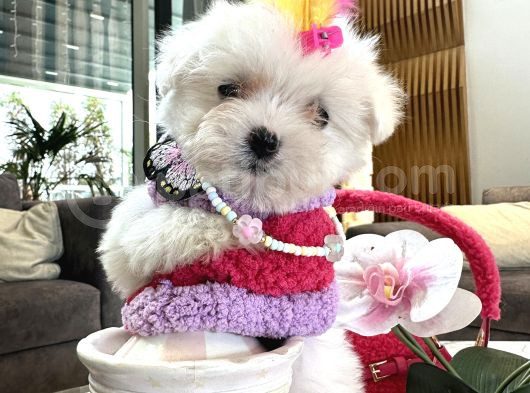 Korea Maltese Babyler görsel